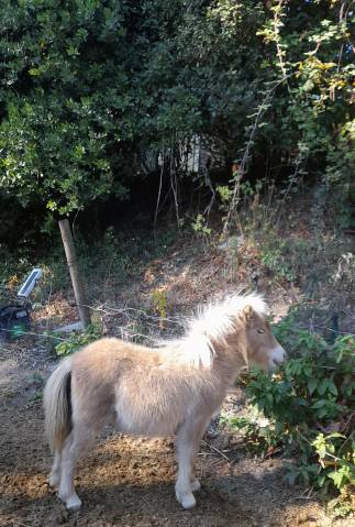 Pouliche shetland pp mushroom