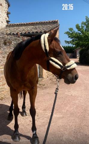 Jument pur-sang anglaise