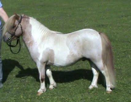 Tawna neptune : tawna neptune - shetland pp ( gbr )