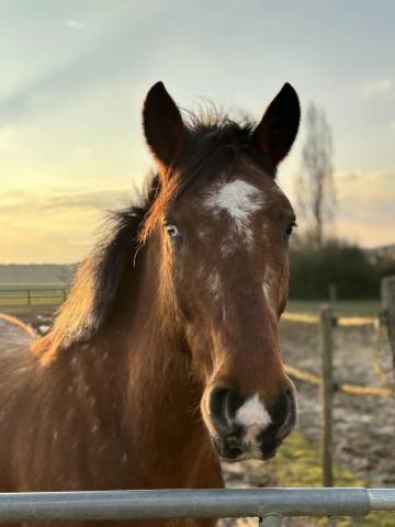 Cheval à vendre pour éthologie