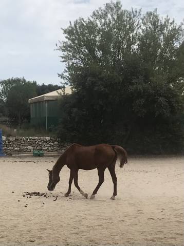 Donne pur sang arabe