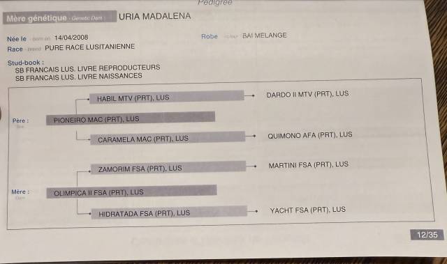 Jument lusitanienne 9 ans