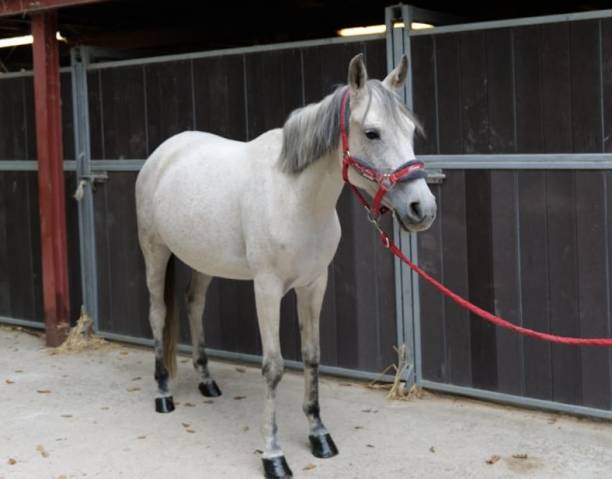 Gentille ponette grise 8 ans