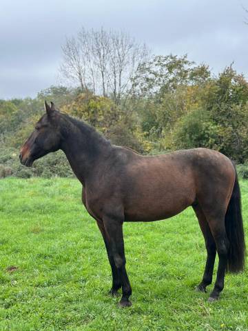 Gentil cheval bai 11 ans