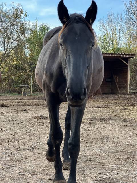 A vendre - pouliche dominator z × lavina vd bisschop