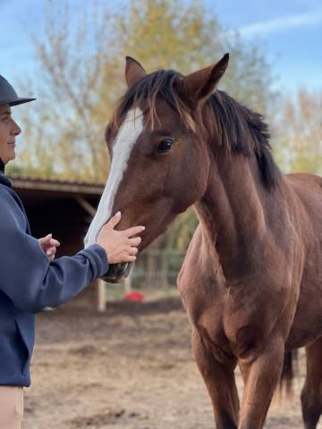 A vendre - pouliche heartbreaker x gin fizz de muze