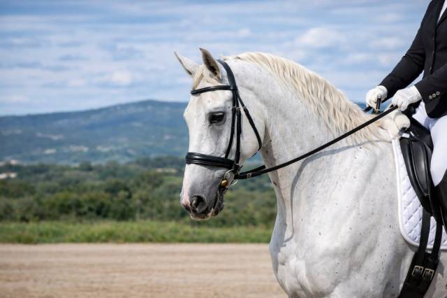  hongre lipizzan - 12 ans - dressage - france