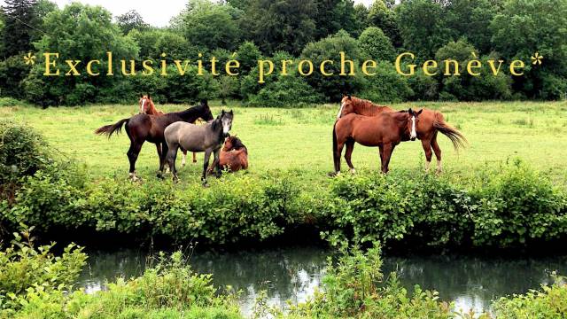 à ne pas manquer !!! opportunité équestre secteur genève riv