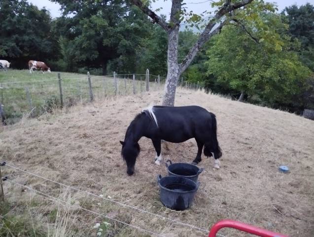 Ponette shetland pp livre a