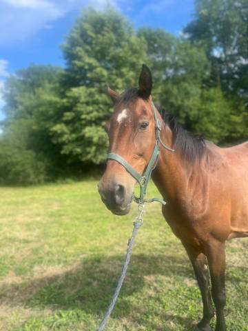 Poulinière selle français 