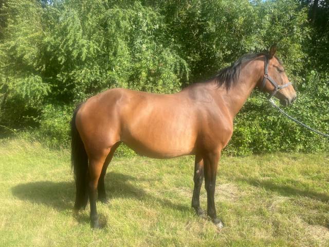 Poulinière selle français