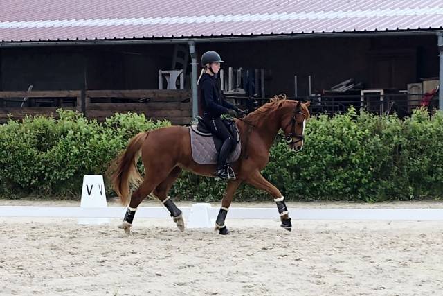 Hongre, 2021, 74% en formation 1