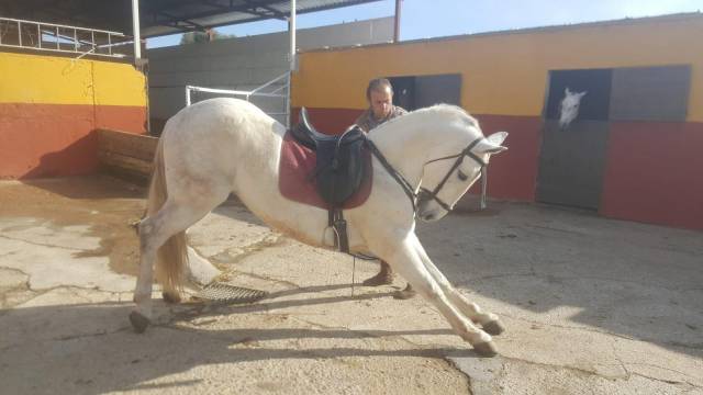 Cheval pure race espagnole
