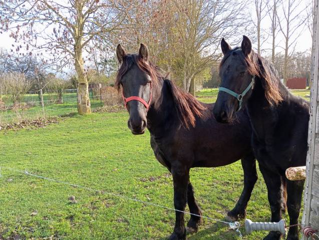 à vendre – 2 pouliches croisées frison de 2 et 3 ans