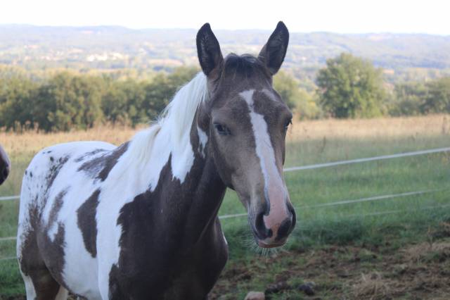 Poulain zangersheide pie isabelle léopard