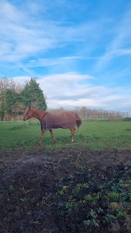 Etalon pur-sang arabe 