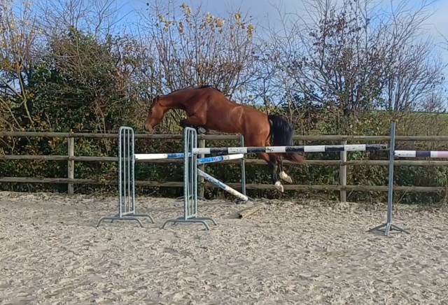 Jument de 3 ans en 2026