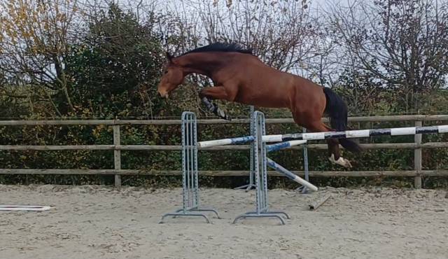 Hongre de 3 ans en 2026