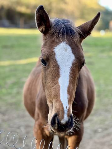 Pouliche sf originel (cso) par diamant de semilly 