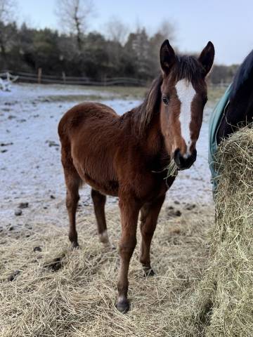 Pouliche sf originel (cso) par diamant de semilly 