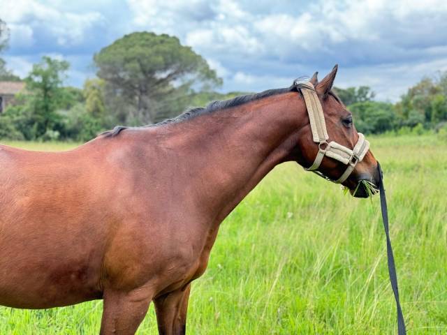 Trés beau selle français