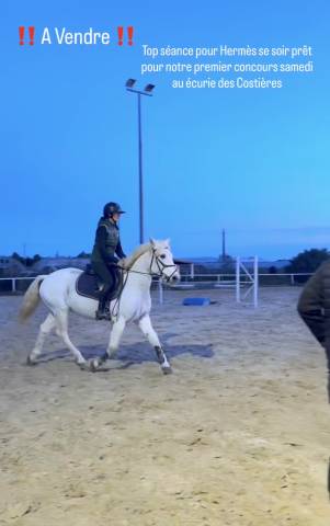 Poney pleins papiers 8 ans