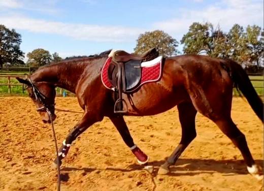 Jument pur sang à vendre