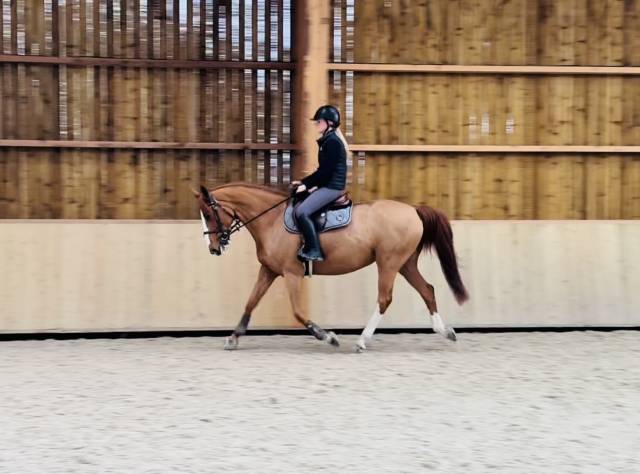 Très jolie petite jument polyvalente - assurance vie