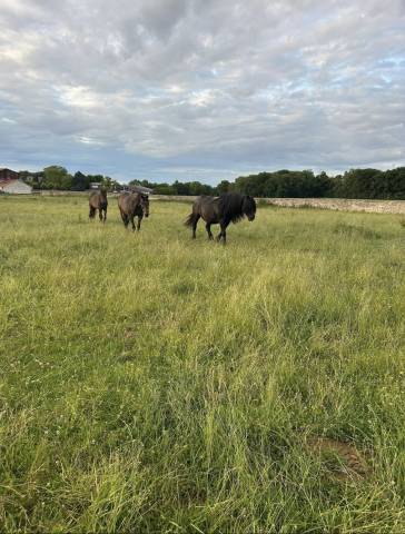 Pension de chevaux au pré