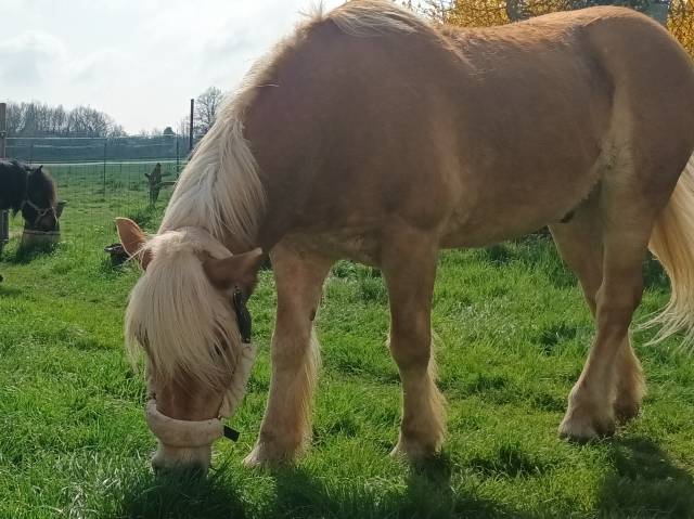 Bel haflinger 