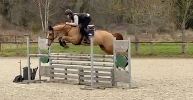 Jument pour sauter 125/130cm minimum 