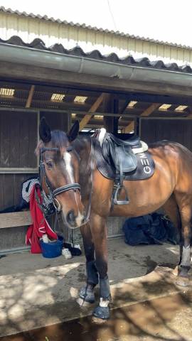 Cheval à vendre cce/cso/loisir