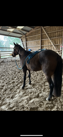 Paint horse/ lusitanien