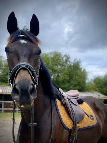 Propose dp sur jument 5 ans