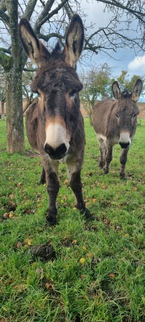 Deux ânes normands à vendre