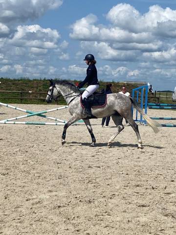 Pfs hongre 6 ans clefs en mains 