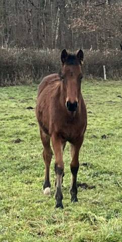 Poulain 2025 catchar mail x eyken des fontenis