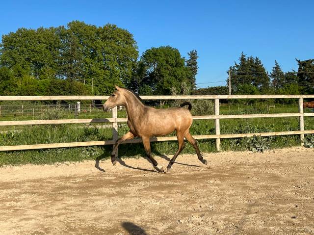 Jument de dressage - pre- 2 ans - dressage- france