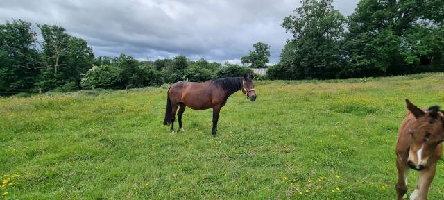 Poulinière par roccossifred