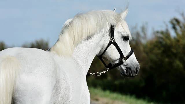 Intermetzo mélody : paillettes libres de droits