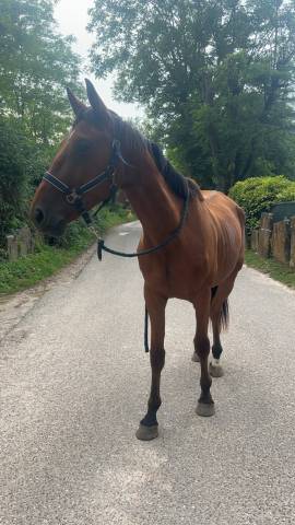 Trotteur français à vendre