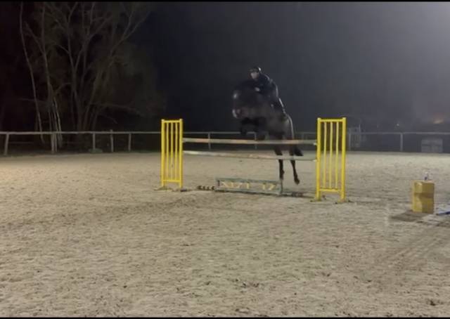 Hongre de 6 ans super qualité 