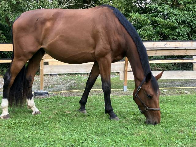 Cheval selle français