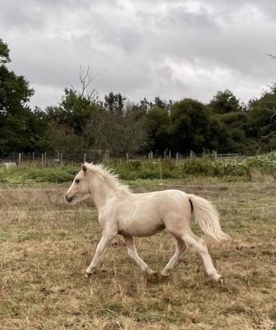 Poney b pie palomino