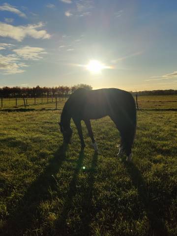 écurie de propriétaire - pension chevaux - cours 