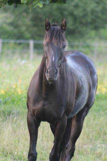 Jument pour compagnie