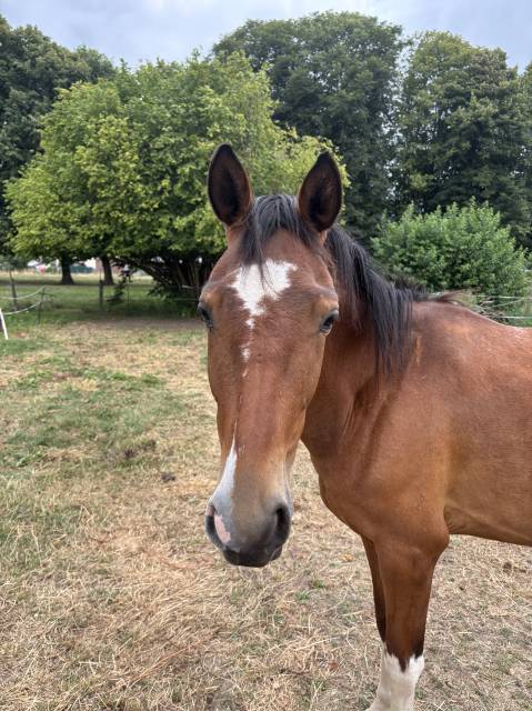à vendre – ponette de 3 ans, pie baie
