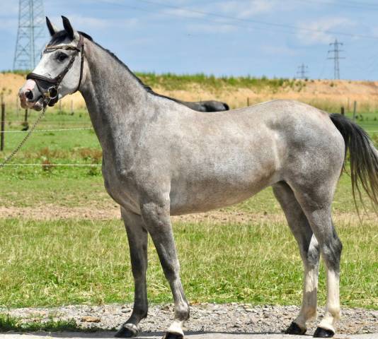 à vendre — magnifique jument [colibri van de beiaard z 