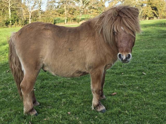 Mâle shetland alezan dun standard 