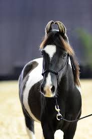 Cheval marwarie de 4ans